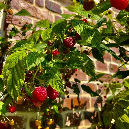 Clos Almahe 3* Gainneville